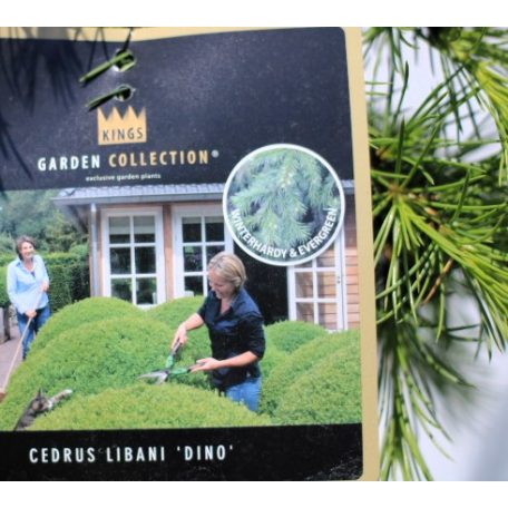 Libanoni csüngő cédrus Cedrus libani Dino 40-50 cm