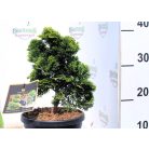 Hinoki álciprus (Törpe japán hamisciprus / Kagylós hamisciprus) Chamaecyparis obt. Nana Gracilis 20-25 cm