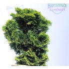 Hinoki álciprus (Törpe japán hamisciprus / Kagylós hamisciprus) Chamaecyparis obt. Nana Gracilis 20-25 cm