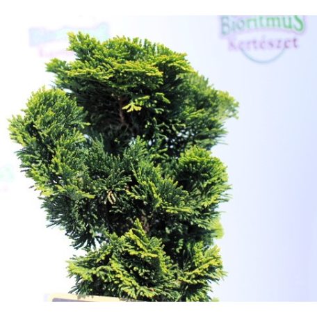 Hinoki álciprus (Törpe japán hamisciprus / Kagylós hamisciprus) Chamaecyparis obt. Nana Gracilis 20-25 cm