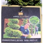 Hinoki álciprus (Törpe japán hamisciprus / Kagylós hamisciprus) Chamaecyparis obt. Nana Gracilis 20-25 cm