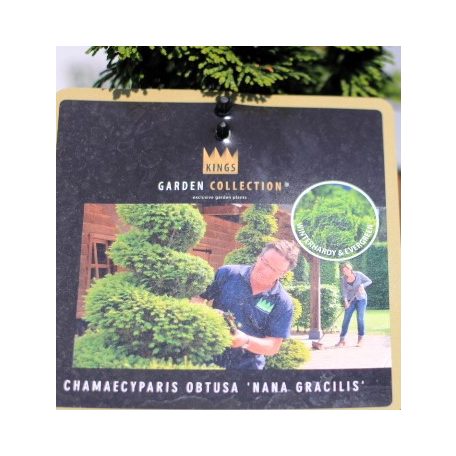 Hinoki álciprus (Törpe japán hamisciprus / Kagylós hamisciprus) Chamaecyparis obt. Nana Gracilis 20-25 cm