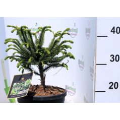 Japán ciprus, szugifenyő Cryptomeria jap. Dinger 20-30 cm