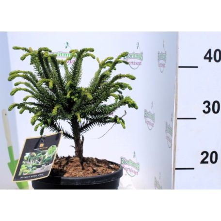 Japán ciprus, szugifenyő Cryptomeria jap. Dinger 20-30 cm