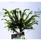 Japán ciprus, szugifenyő Cryptomeria jap. Dinger 20-30 cm