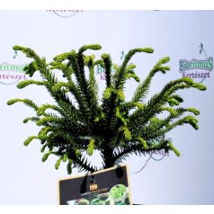 Japán ciprus, szugifenyő Cryptomeria jap. Dinger 20-30 cm