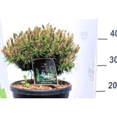 Havasi törpefenyő Pinus mugo Benjamin 25/+ cm