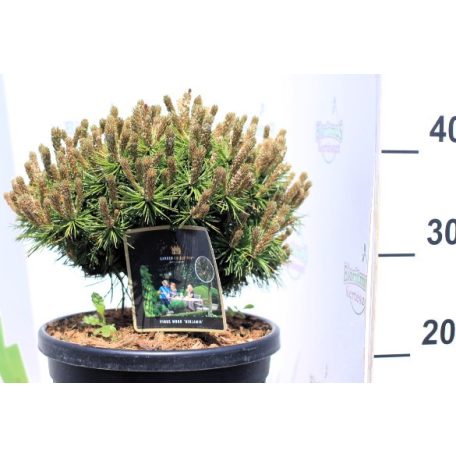 Havasi törpefenyő Pinus mugo Benjamin 25/+ cm