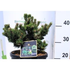 Havasi törpefenyő Pinus mugo Jakobsen 25-30 cm
