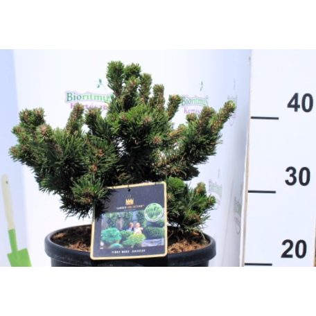 Havasi törpefenyő Pinus mugo Jakobsen 25-30 cm