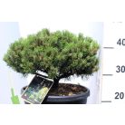 Arany törpefenyő Pinus mugo Ophir 25-30 cm