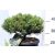 Arany törpefenyő Pinus mugo Ophir 25-30 cm