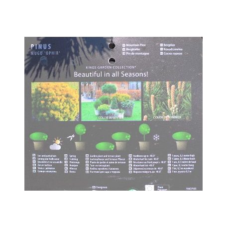 Arany törpefenyő Pinus mugo Ophir 25-30 cm