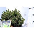 Havasi törpefenyő Pinus mugo Sherwood Compact 30-40 cm