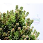 Havasi törpefenyő Pinus mugo Sherwood Compact 30-40 cm