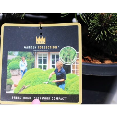 Havasi törpefenyő Pinus mugo Sherwood Compact 30-40 cm