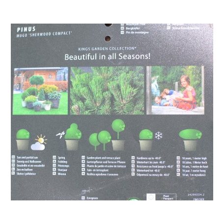Havasi törpefenyő Pinus mugo Sherwood Compact 30-40 cm