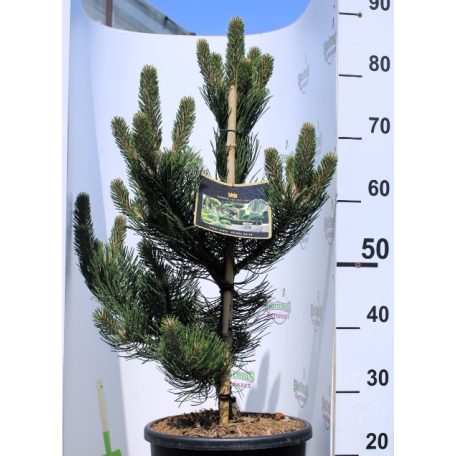 Oregon zöld feketefenyő Pinus nigra Oregon Green 40-60 cm