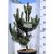 Oregon zöld feketefenyő Pinus nigra Oregon Green 40-60 cm