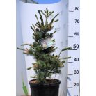 Japán fehérfenyő Pinus parviflora Negishi 40-50 cm