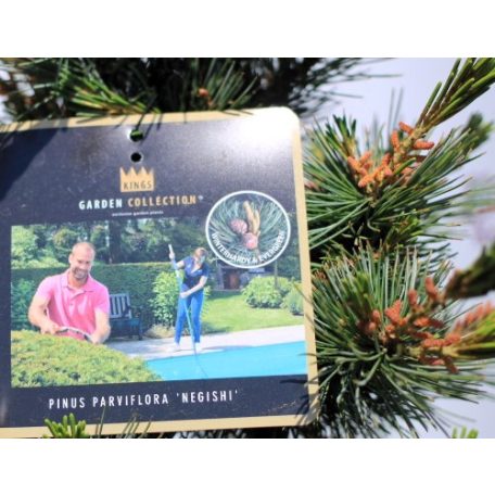 Japán fehérfenyő Pinus parviflora Negishi 40-50 cm