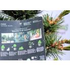 Japán fehérfenyő Pinus parviflora Negishi 40-50 cm