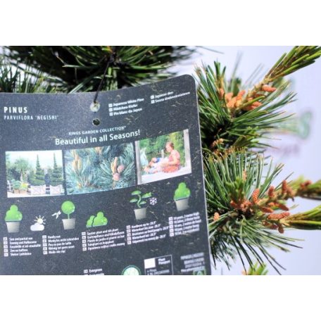 Japán fehérfenyő Pinus parviflora Negishi 40-50 cm