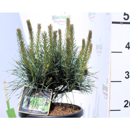 Közönséges erdeifenyő Pinus sylvestris Chantry Blue 20-25 cm