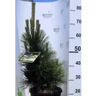 Japán fekete fenyő Pinus thunbergii Thunderhead 35-40 cm