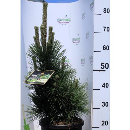 Japán fekete fenyő Pinus thunbergii Thunderhead 35-40 cm