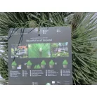 Japán fekete fenyő Pinus thunbergii Thunderhead 35-40 cm