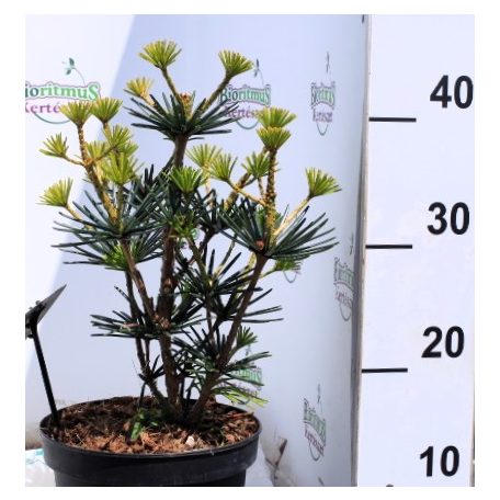 Japán ernyőfenyő Sciadopitys vert. Green Diamond 20-25 cm