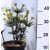 Japán ernyőfenyő Sciadopitys vert. Green Diamond 20-25 cm