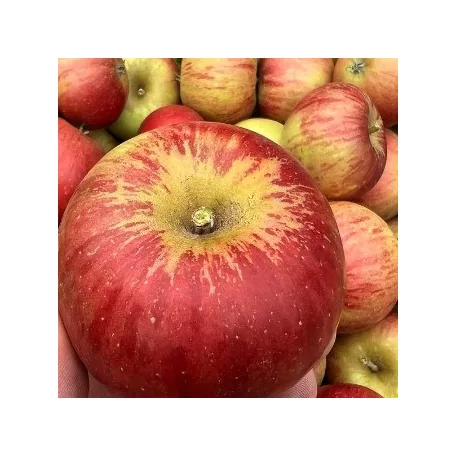 Cox's Orange / Cox Orange Pippin