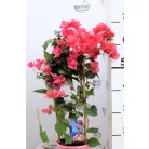 Murvafű Bougainvillea Dania 60-65 cm