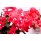 Murvafű Bougainvillea Dania 60-65 cm