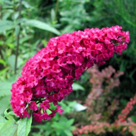 Illatos nyáriorgona Buddleja Royal Red C3
