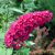 Illatos nyáriorgona Buddleja Royal Red C3