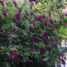 Illatos nyáriorgona Buddleja Black Night C3