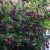 Illatos nyáriorgona Buddleja Black Night C3