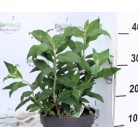 Illatos nyáriorgona Buddleja Black Night C3