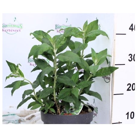 Illatos nyáriorgona Buddleja Black Night C3