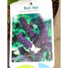 Illatos nyáriorgona Buddleja Black Night C3
