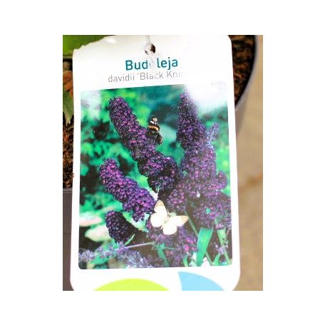 Illatos nyáriorgona Buddleja Black Night C3