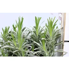 Levendula Lavandula int. Grosso 14 cm cserép