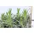 Levendula Lavandula int. Grosso 14 cm cserép