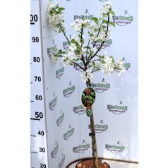 Díszalma Malus Evereste Stam 60 cm