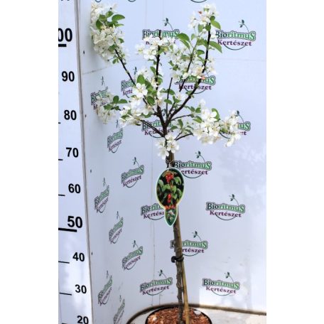 Díszalma Malus Evereste Stam 60 cm