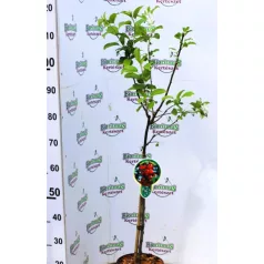 Díszalma Malus Red Sentinel Stam 60 cm