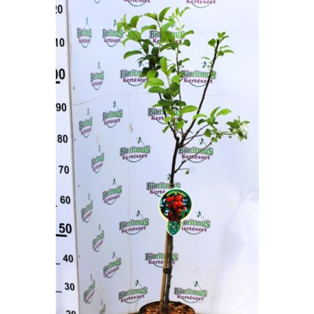 Díszalma Malus Red Sentinel Stam 60 cm